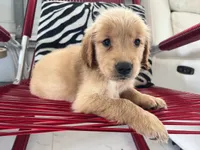 Red Puppy 3 (m), a male Golden Retriever for sale in Brooksville, FL – 3 of 5