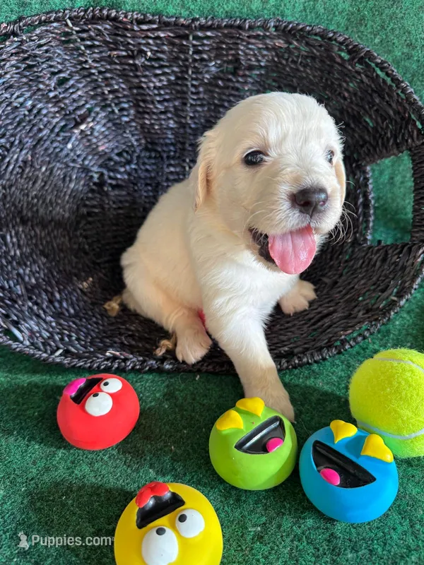 White Puppy 3 (b) – English Cream Golden Retriever puppy for sale in Brooksville, FL