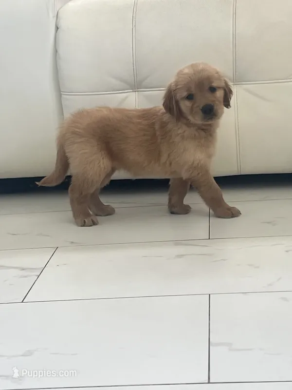 Red Puppy 3 (f) – Golden Retriever puppy for sale in Brooksville, FL