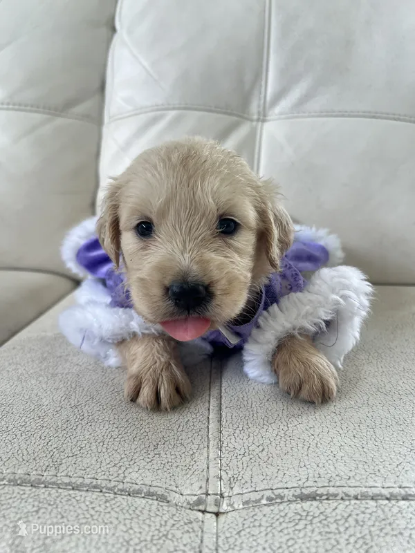 White Puppy .6 – English Cream Golden Retriever puppy for sale in Brooksville, FL