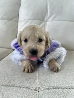 White Puppy .6, a female English Cream Golden Retriever for sale in Brooksville, FL – 1 of 10