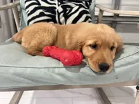 Red Puppy 1 (f), a female Golden Retriever for sale in Brooksville, FL – 5 of 5