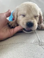 White Puppy .1, a male English Cream Golden Retriever for sale in Brooksville, FL – 4 of 7
