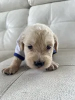 White Puppy .4, a male English Cream Golden Retriever for sale in Brooksville, FL – 2 of 7