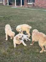 White Puppy 1 (b), a male English Cream Golden Retriever for sale in Brooksville, FL – 4 of 4