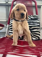 Red Puppy 2 (m), a male Golden Retriever for sale in Brooksville, FL – 3 of 4