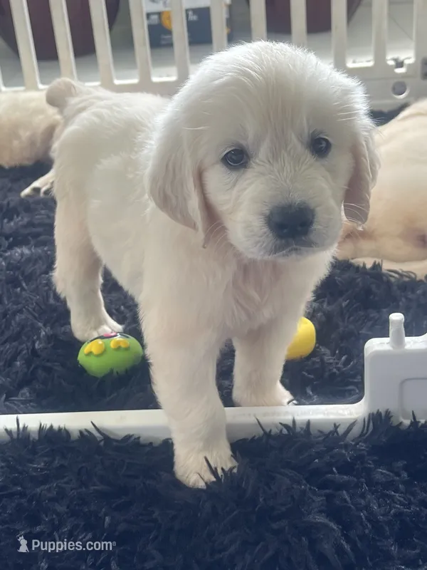 White Puppy 3 (b) – English Cream Golden Retriever puppy for sale in Brooksville, FL