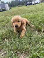 Red Puppy 5 (m) , a male Golden Retriever for sale in Brooksville, FL – 2 of 5