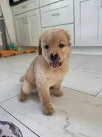 Red Puppy 1 (m), a male Golden Retriever for sale in Brooksville, FL – 2 of 4