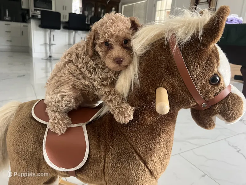 Toy Poodle 1 – Poodle - Toy  puppy for sale in Brooksville, FL