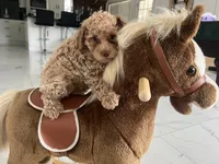 Toy Poodle 1, a male Poodle - Toy  for sale in Brooksville, FL – 1 of 4