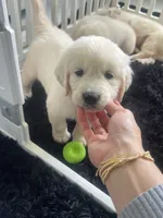 White Puppy 3 (b), a male English Cream Golden Retriever for sale in Brooksville, FL – 5 of 8