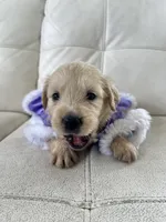 White Puppy .6, a female English Cream Golden Retriever for sale in Brooksville, FL – 2 of 10