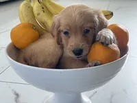 Red Puppy 4 (m), a male Golden Retriever for sale in Brooksville, FL – 4 of 6