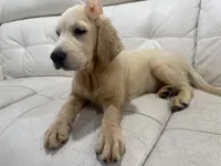 White Puppy 2 (f), a female English Cream Golden Retriever for sale in Brooksville, FL – 4 of 6