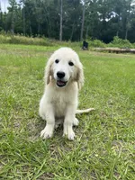 June Puppy 6, a female English Cream Golden Retriever for sale in Brooksville, FL – 7 of 7