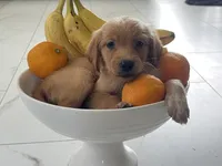 Red Puppy 4 (m), a male Golden Retriever for sale in Brooksville, FL – 3 of 6