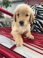 Red Puppy 3 (m), a male Golden Retriever for sale in Brooksville, FL – 5 of 5