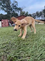 Red Puppy 2 (f), a female Golden Retriever for sale in Brooksville, FL – 2 of 6
