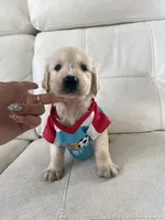 White Puppy 1, a male English Cream Golden Retriever for sale in Brooksville, FL – 3 of 10