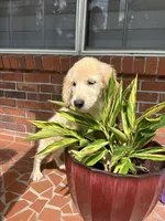 June Puppy 7, a female English Cream Golden Retriever for sale in Brooksville, FL – 2 of 6