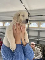 Cream Boy 2, a male English Cream Golden Retriever for sale in Brooksville, FL – Photo 3 of 7