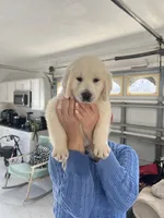 Cream Boy 2, a male English Cream Golden Retriever for sale in Brooksville, FL – Photo 2 of 7