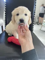 Cream Boy 2, a male English Cream Golden Retriever for sale in Brooksville, FL – Photo 4 of 7