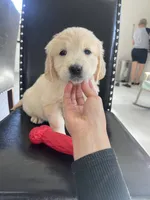 Cream Boy 2, a male English Cream Golden Retriever for sale in Brooksville, FL – Photo 5 of 7