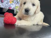 Cream Boy 2, a male English Cream Golden Retriever for sale in Brooksville, FL – Photo 7 of 7