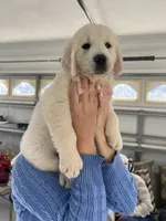 Cream Boy 2, a male English Cream Golden Retriever for sale in Brooksville, FL – Photo 1 of 7