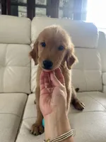 Red Puppy 1 (m), a male Golden Retriever for sale in Brooksville, FL – 1 of 7