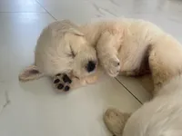White Puppy 2 (f), a female English Cream Golden Retriever for sale in Brooksville, FL – 5 of 10
