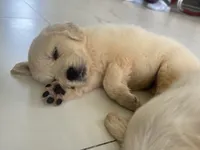 White Puppy 2 (f), a female English Cream Golden Retriever for sale in Brooksville, FL – 3 of 10
