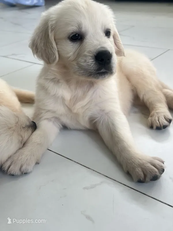 White Puppy 1 (f) – English Cream Golden Retriever puppy for sale in Brooksville, FL