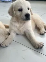 White Puppy 1 (f), a female English Cream Golden Retriever for sale in Brooksville, FL – 1 of 10