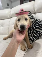 White Puppy 1 (f), a female English Cream Golden Retriever for sale in Brooksville, FL – 2 of 6