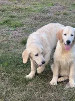 White Puppy 3 (b), a male English Cream Golden Retriever for sale in Brooksville, FL – 2 of 6
