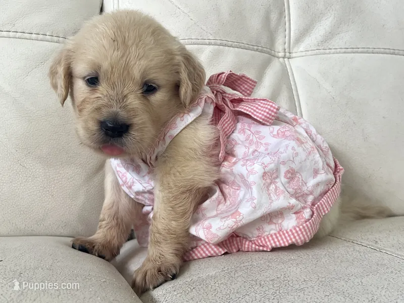 White Puppy .5 – English Cream Golden Retriever puppy for sale in Brooksville, FL