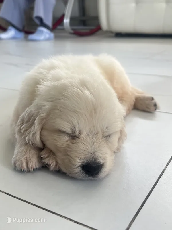 White Puppy 2 (f) – English Cream Golden Retriever puppy for sale in Brooksville, FL