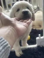 White Puppy 3 (b), a male English Cream Golden Retriever for sale in Brooksville, FL – 4 of 8