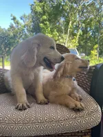 June Puppy 5, a male English Cream Golden Retriever for sale in Brooksville, FL – 4 of 7