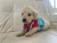 White Puppy .2, a male English Cream Golden Retriever for sale in Brooksville, FL – 3 of 8