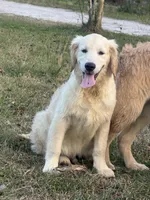 White Puppy 3 (b), a male English Cream Golden Retriever for sale in Brooksville, FL – 1 of 6
