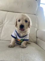 White Puppy 2, a male English Cream Golden Retriever for sale in Brooksville, FL – 10 of 10
