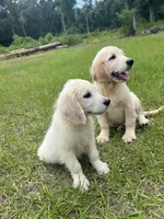 June Puppy 6, a female English Cream Golden Retriever for sale in Brooksville, FL – 3 of 7