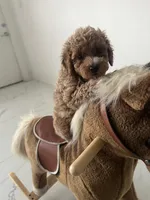 Toy Poodle 2, a male Poodle - Toy  for sale in Brooksville, FL – 2 of 5
