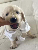 White Puppy 4, a male English Cream Golden Retriever for sale in Brooksville, FL – 4 of 7