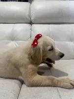 White Puppy 3 (f) , a female English Cream Golden Retriever for sale in Brooksville, FL – 5 of 7