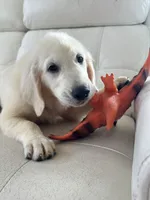 White Puppy 2 (b), a male English Cream Golden Retriever for sale in Brooksville, FL – 1 of 5